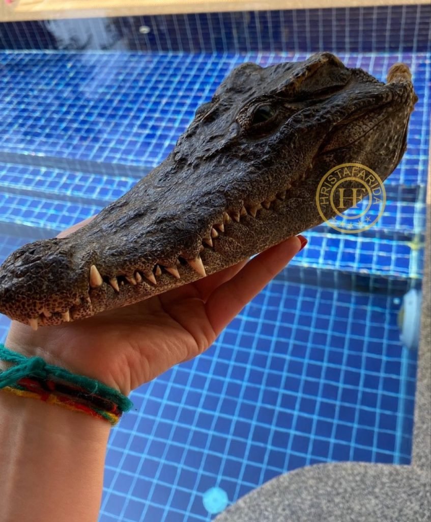 Самые сильные челюсти крокодила. Крокодил давление челюстей. Гребнистый крокодил сила укуса. Сила сжатия челюстей крокодила. Сила сжатия челюстей животных таблица.