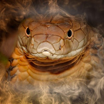Королевская кобра нить